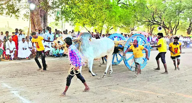 రసవత్తరంగా పూటీ లాగుడు పోటీలు