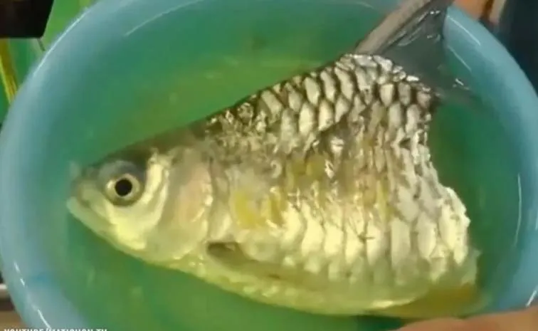 Half A Fish Survived For Six Months With No Trunk Or Tail