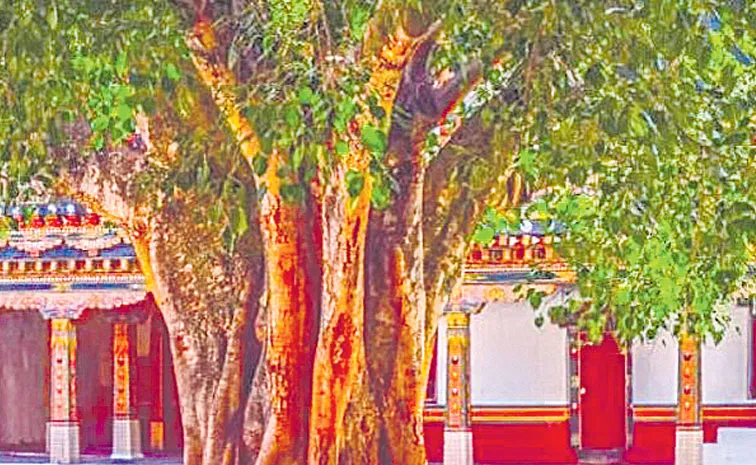 Why are there Peepal and neem trees in temples