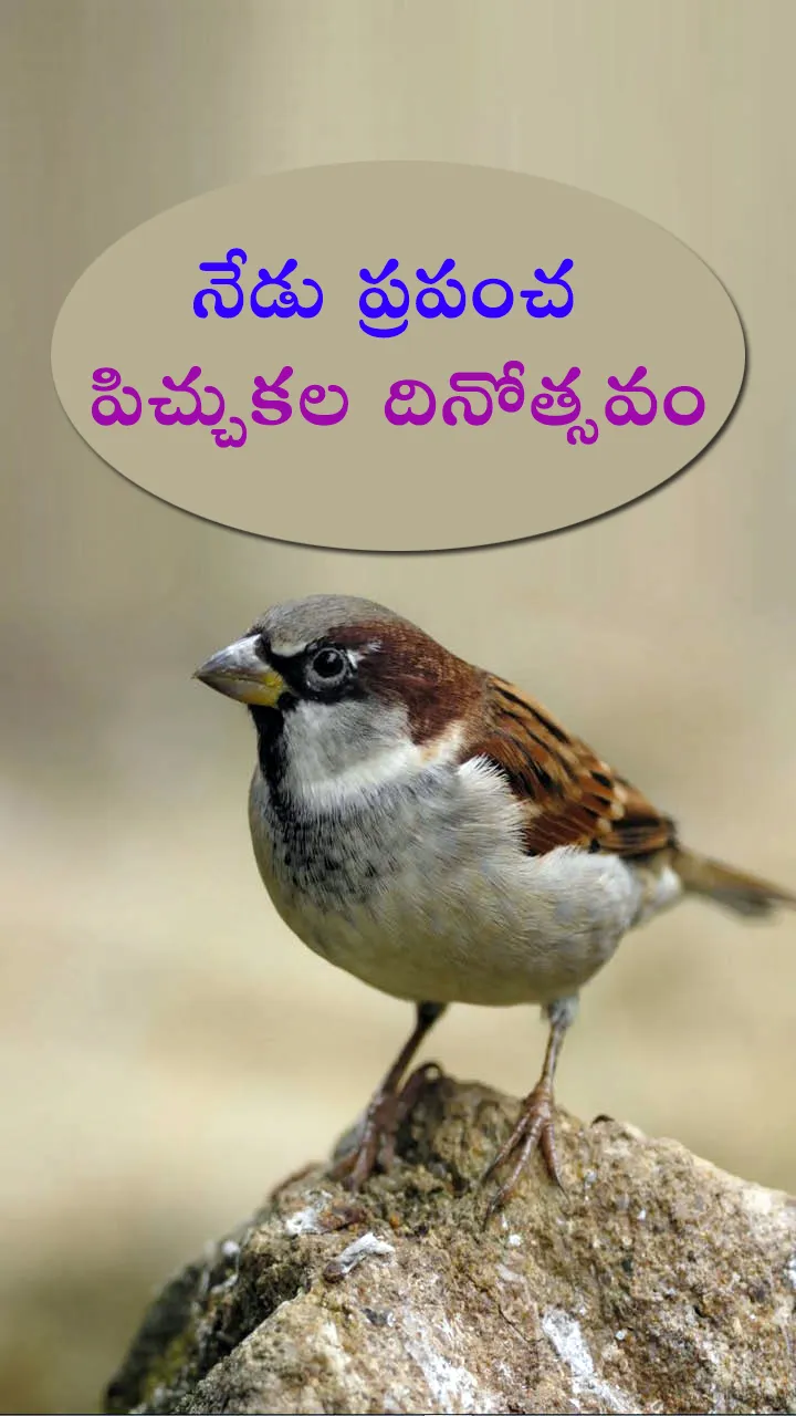 Today is World Sparrow Day