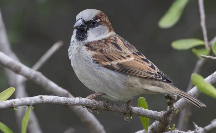 World Sparrow Day 2025 Interesting Facts