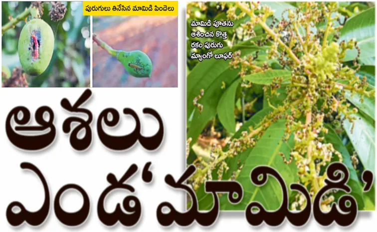 Climate change affecting mango fruit in Andhra Pradesh