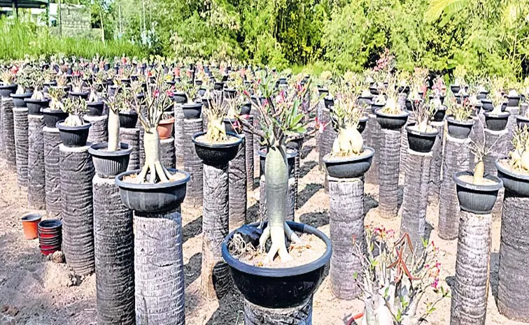 AP Krishna District Velivolu Village Become The Address For Adenium plants