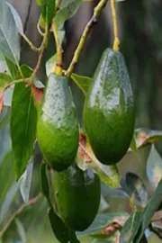 Avocado Farming: Planting And Nurturing For Good Fruit12