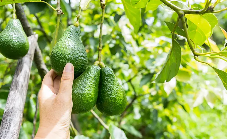 Avocado Farming: Planting And Nurturing For Good Fruit12