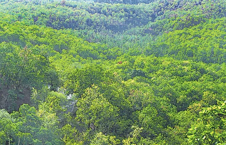 Telangana ranks third in the country in terms of average forest area