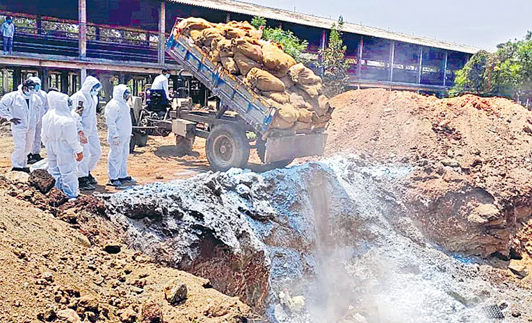 Bird Flu Virus In Yadadri Bhuvanagiri District