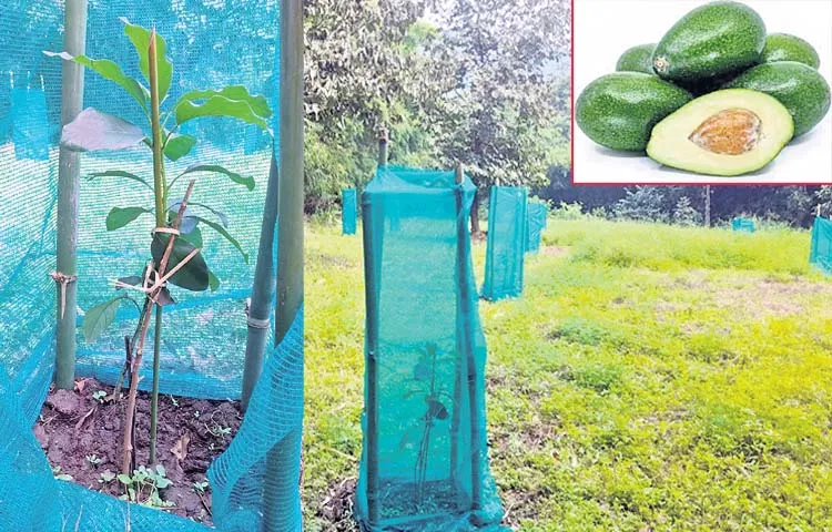 Avocado added to the list of profitable crops