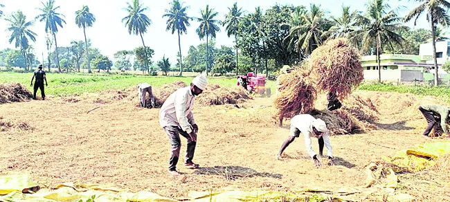 వరి గ