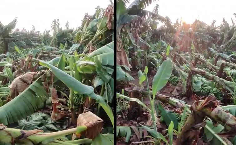 Heavy Rain In YSR And Anantapur Districts Huge Crop Loss