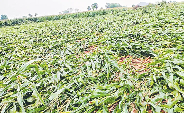 Farmers Worry with Unseasonal rains crop damage