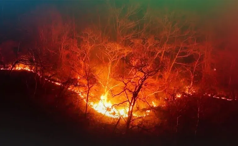 Fire Broke out in more than 20 Forests of South Korea Scene of Massive Destruction  in Video