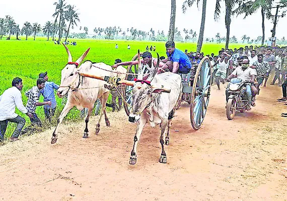 విజేత కోనసీమ వృషభం 