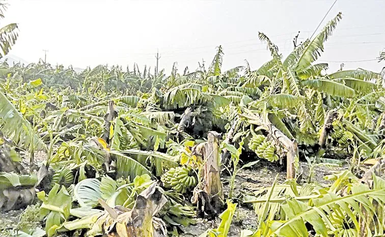 Rain Destroyed Banana Crop: Andhra pradesh