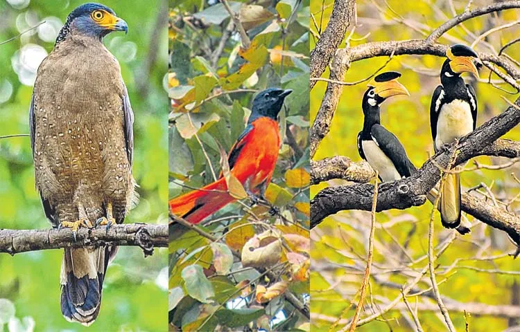 Rare migratory birds at Koringa mangroves in East Godavari district