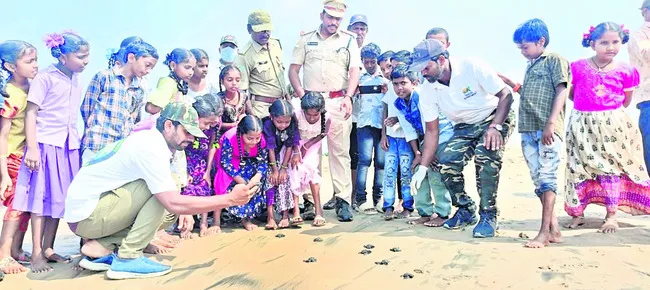 సముద్రంలోకి ఆలివ్ రిడ్లే తాబేళ్ల పిల్లలు