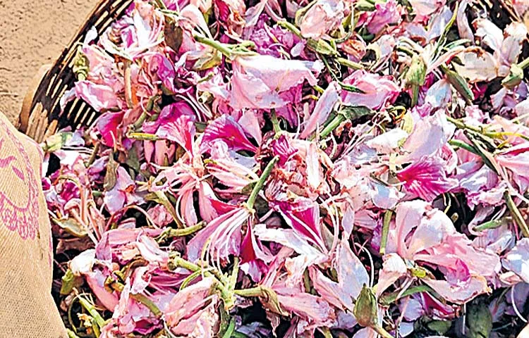 Sales of Kanchedi flowers in Alluri district are going strong every week