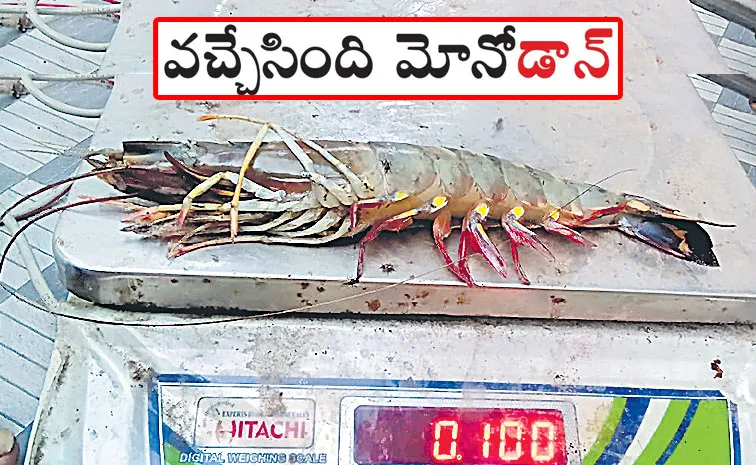 Tiger Prawn cultivation restarted in Andhra Pradesh