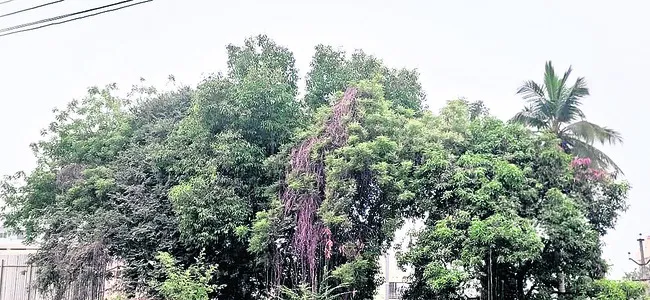 ఒకేచోట ఆ మూడు చెట్లు!