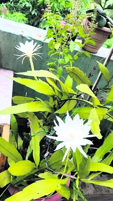 ముస్లిం సోదరులకు రంజాన్ శుభాకాంక్షలు