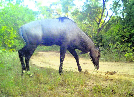 వన్యప