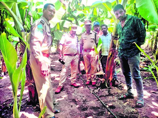 ట్రాప్‌ కెమెరాల్లో కనిపించని చిరుత జాడలు     