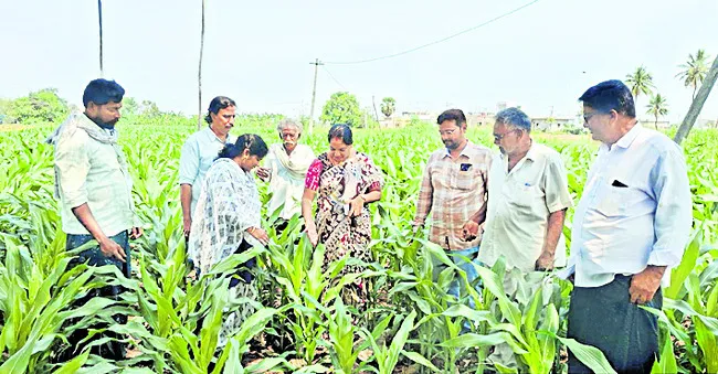 బిందు సేద్యం, మల్చింగ్‌తో రైతులకు మేలు 