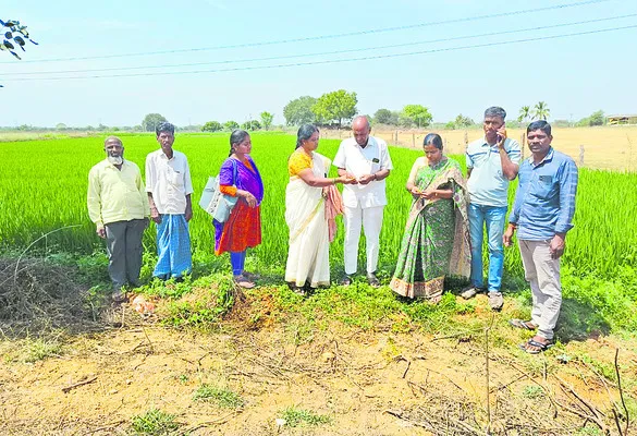 వరికి సస్యరక్షణ చర్యలు చేపట్టండి