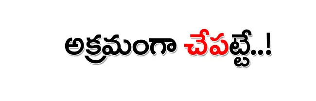 పల్నా