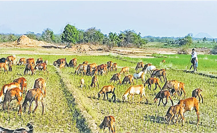 Farmers abandoning crops as fodder for livestock due to lack of irrigation water