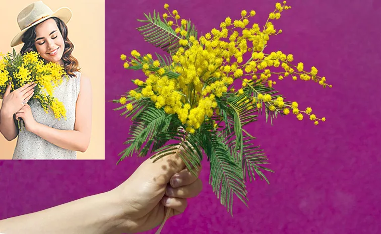 Italians are used to gifting women a yellow bouquet full of mimosa