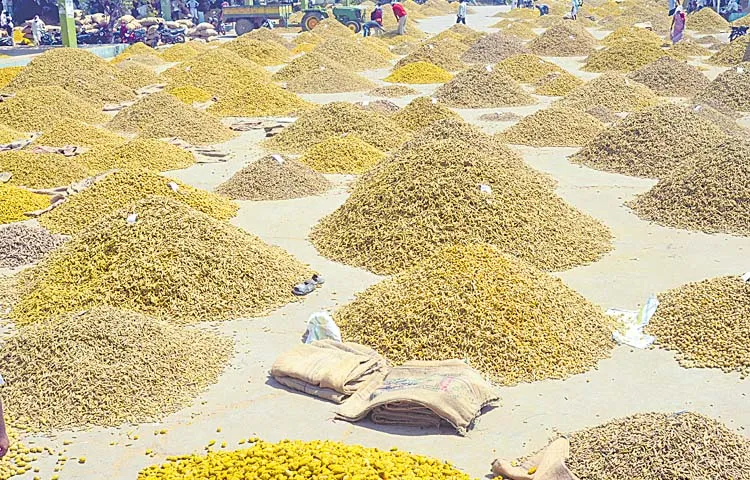 Farmers rejoice over affordable price of turmeric