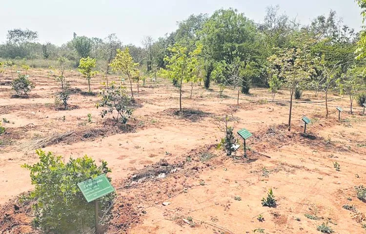 Wild fruit garden on 2 acres at Mulugu Forest College