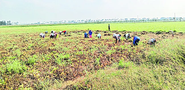 మినుము రైతులు దిగాలు 