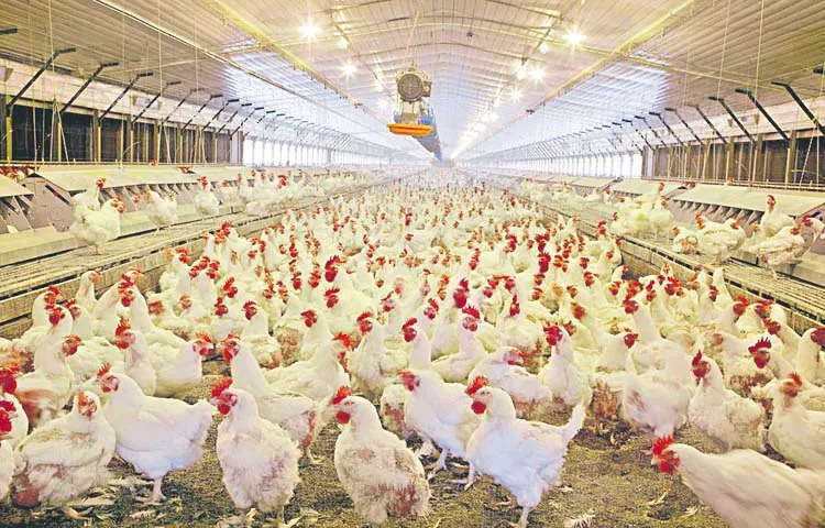 Chicken sales fail to recover despite Redzones withdrawal