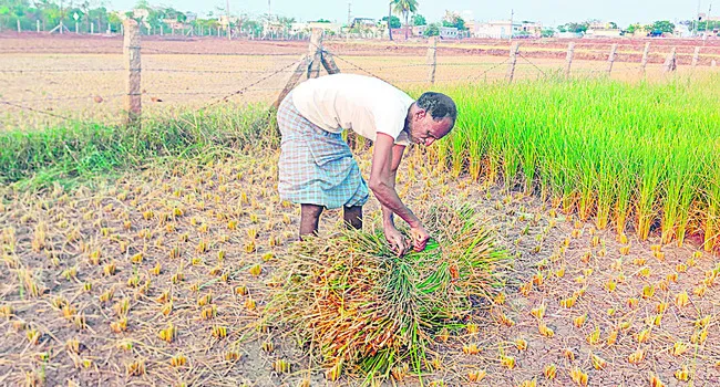 ఎండుత