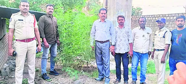 రైస్మిల్లులో గంజాయి మొక్కలు