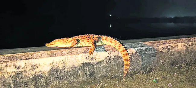 సీలేరులో మొసలి హల్చల్