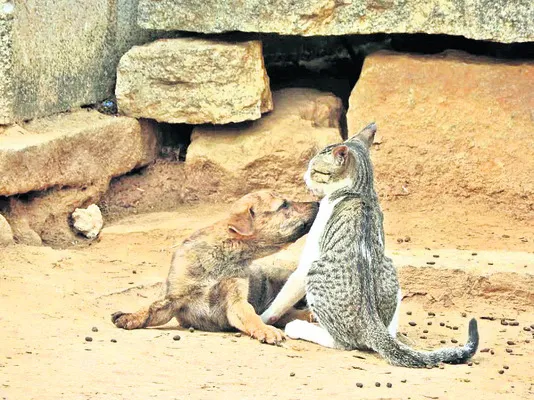 ● స్న