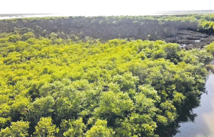 Damage to mangrove forests poses a major threat to the coast