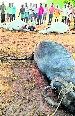 పిడుగు పాటుకు పశువుల మృత్యువాత