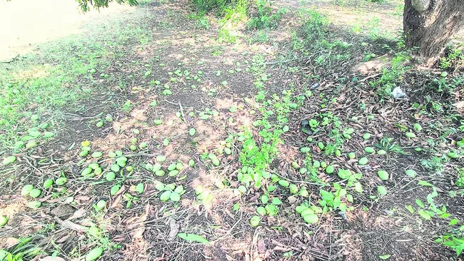 మామిడ
