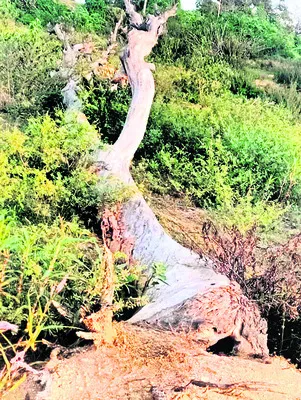 ఇసుకన