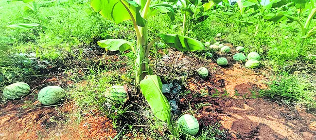 గిట్ట