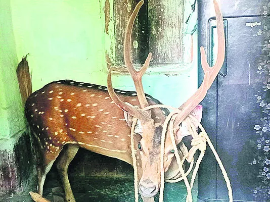 జనావాసంలోకి చుక్కల జింక
