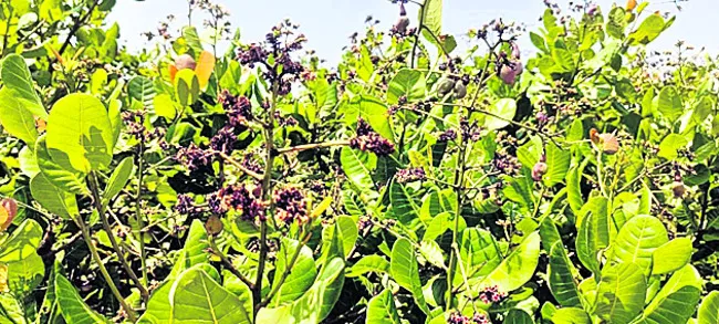 తగ్గి