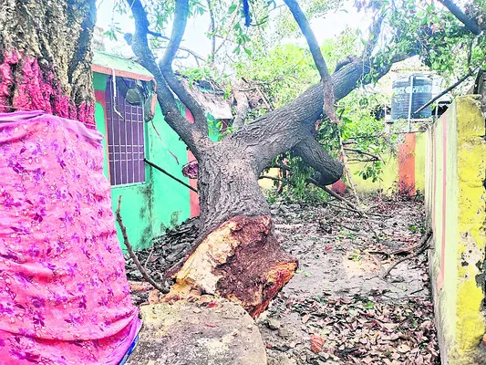 ముత్య