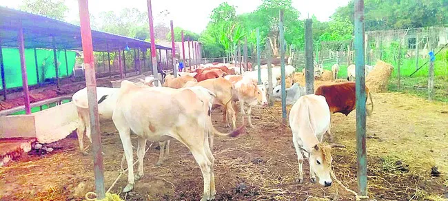 సేంద్