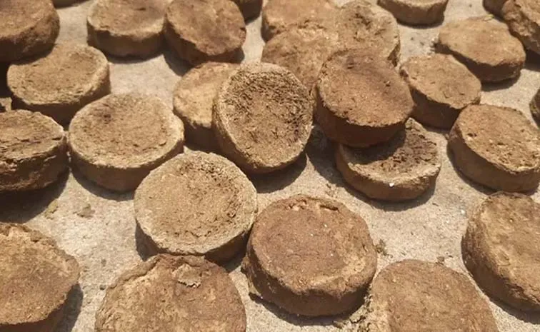 Benefits Of Cow Dung A Human Ignored Gift Helath And Food Security