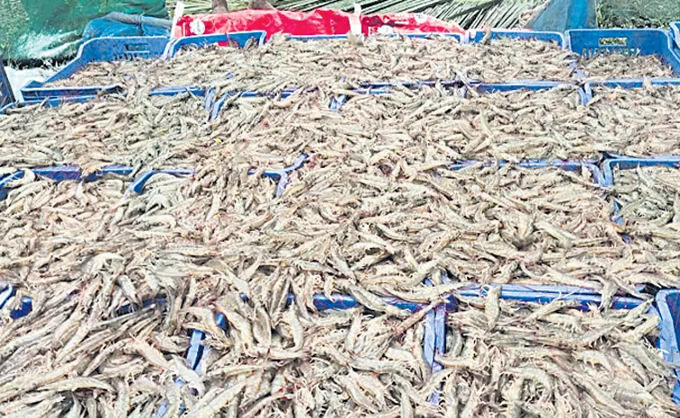 Aqua farmers worry with Companies cut prices under pretext of US tariffs